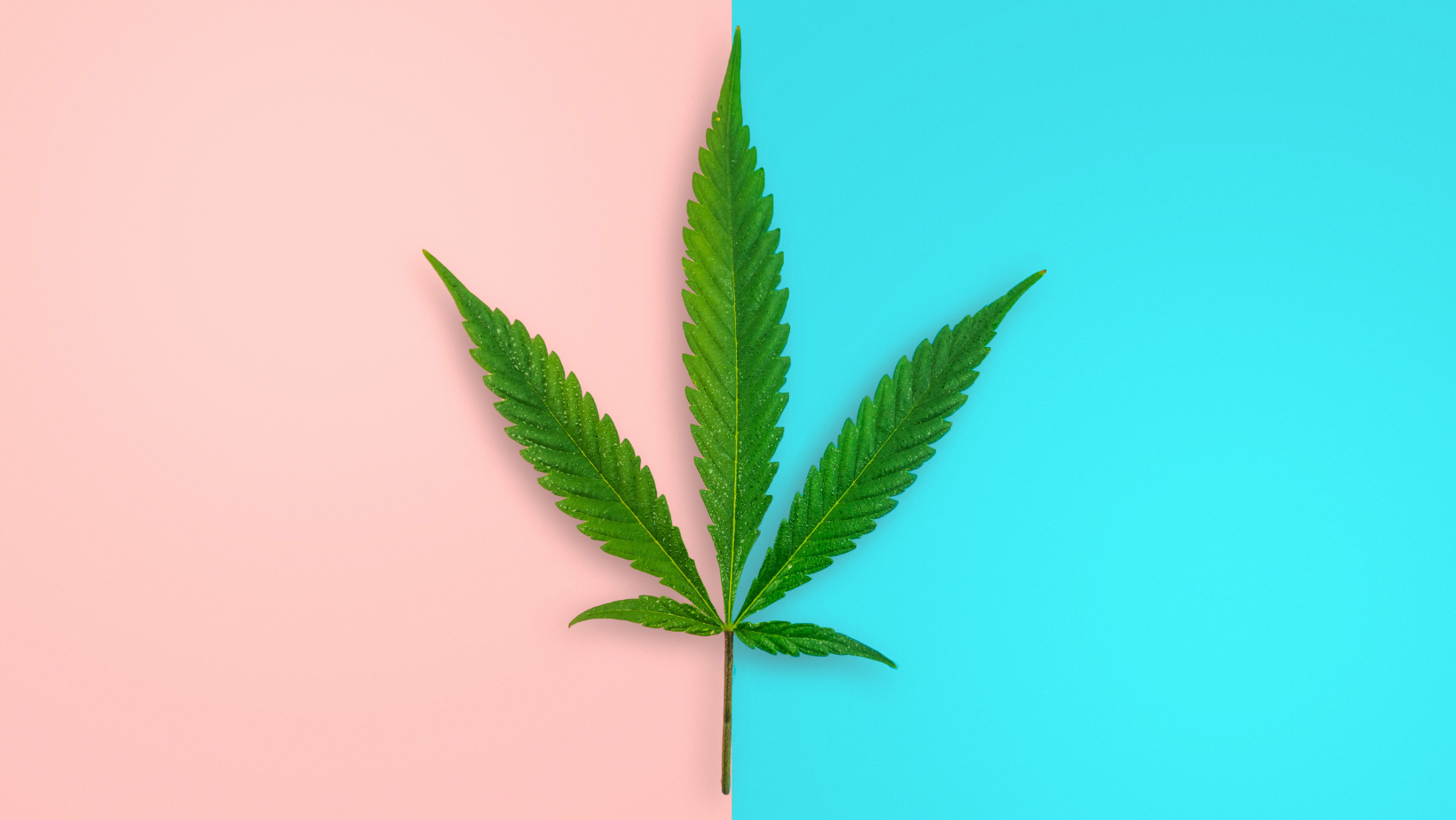 HHC Flowers Monkey 20% vs. HHC Flowers Blueberry 40%