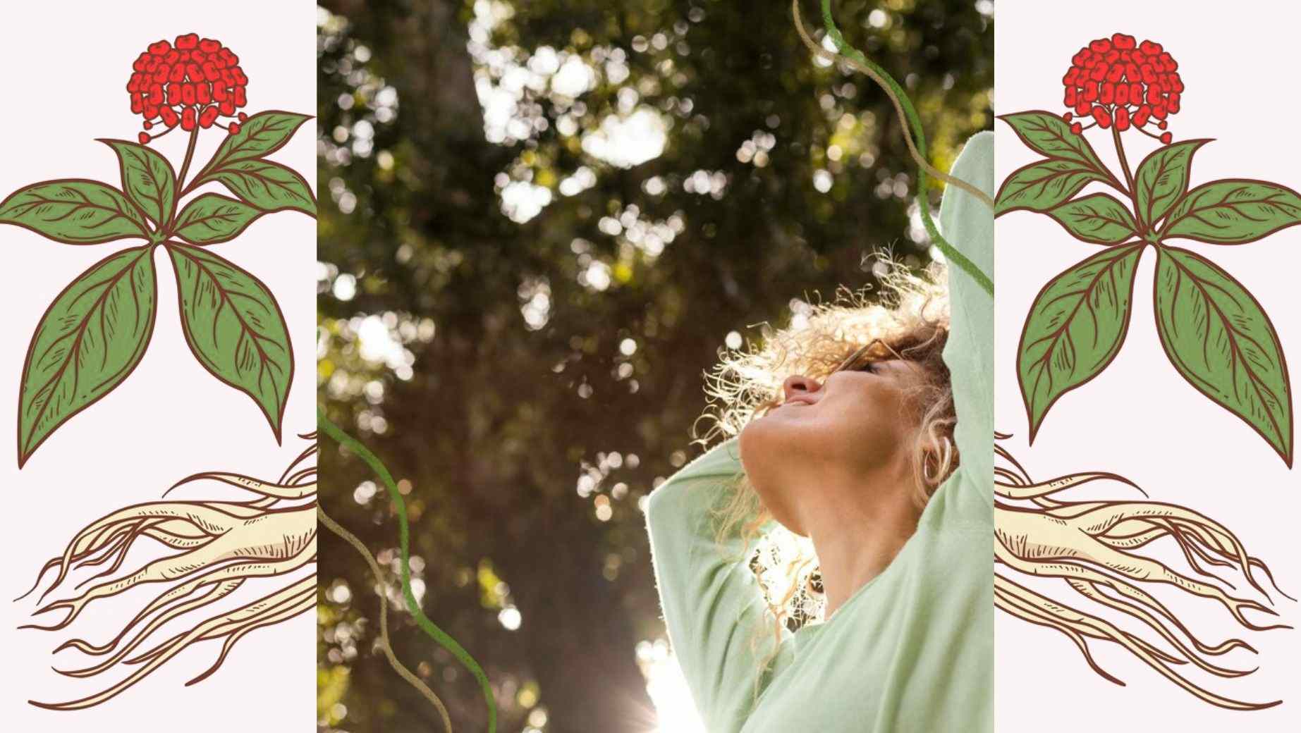 What are the effects of true ginseng on the body?