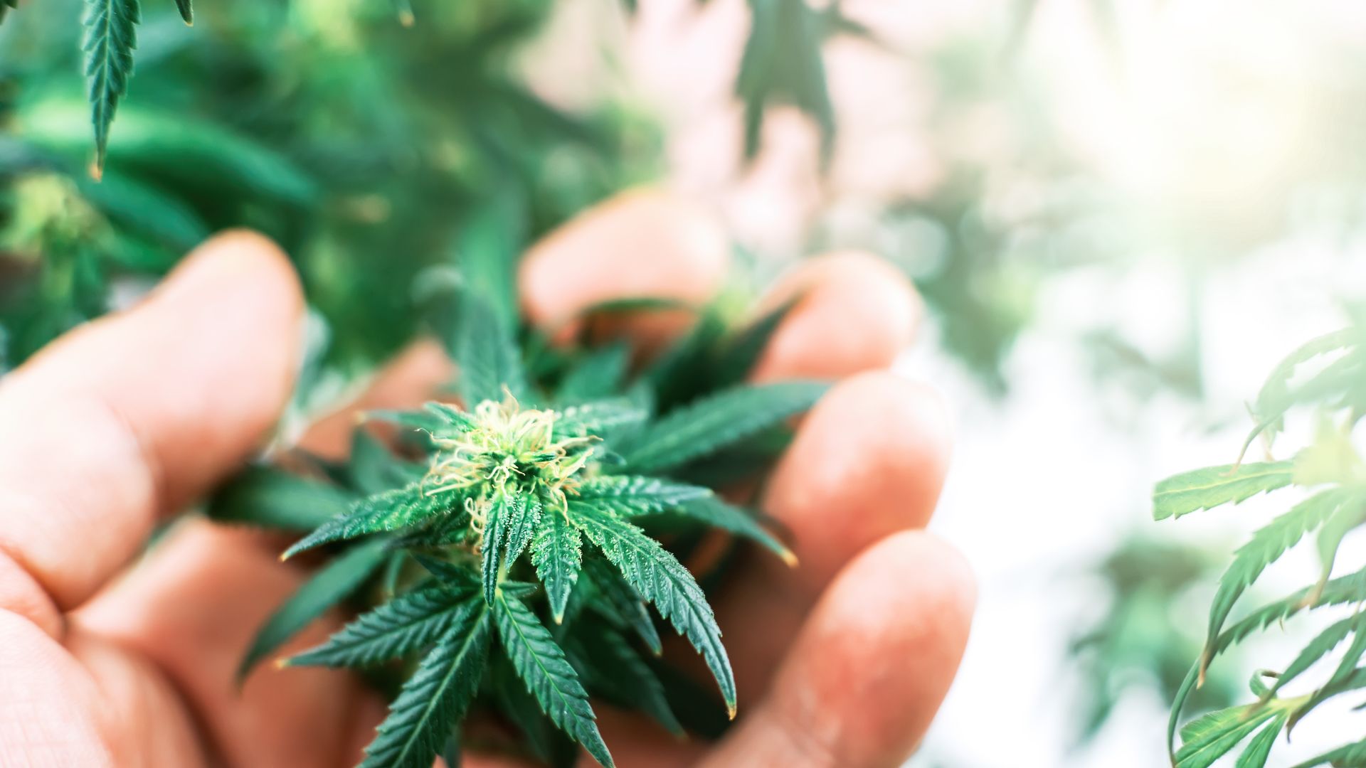 HHC vs THC: Top 5 reasons to try HHC