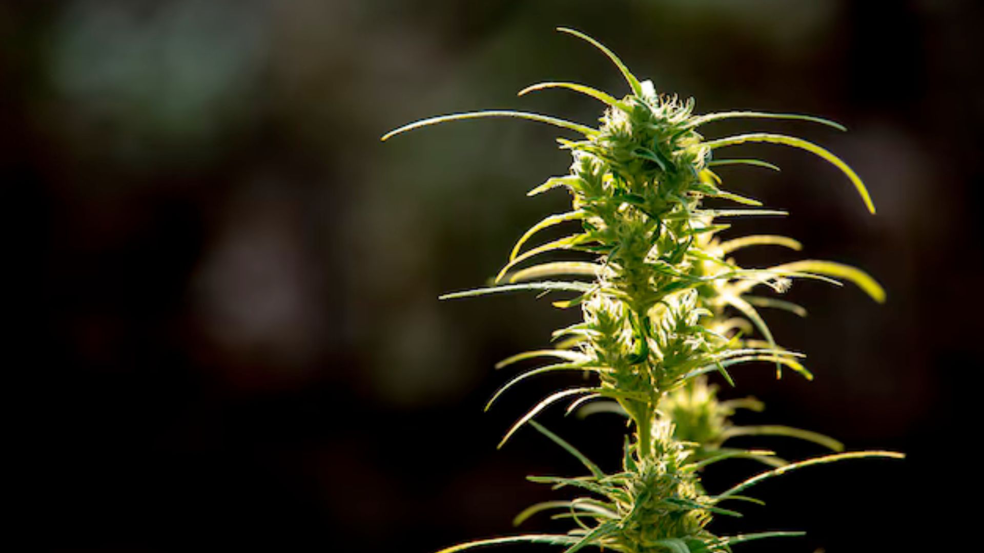 How long does THC stay in your blood and urine?