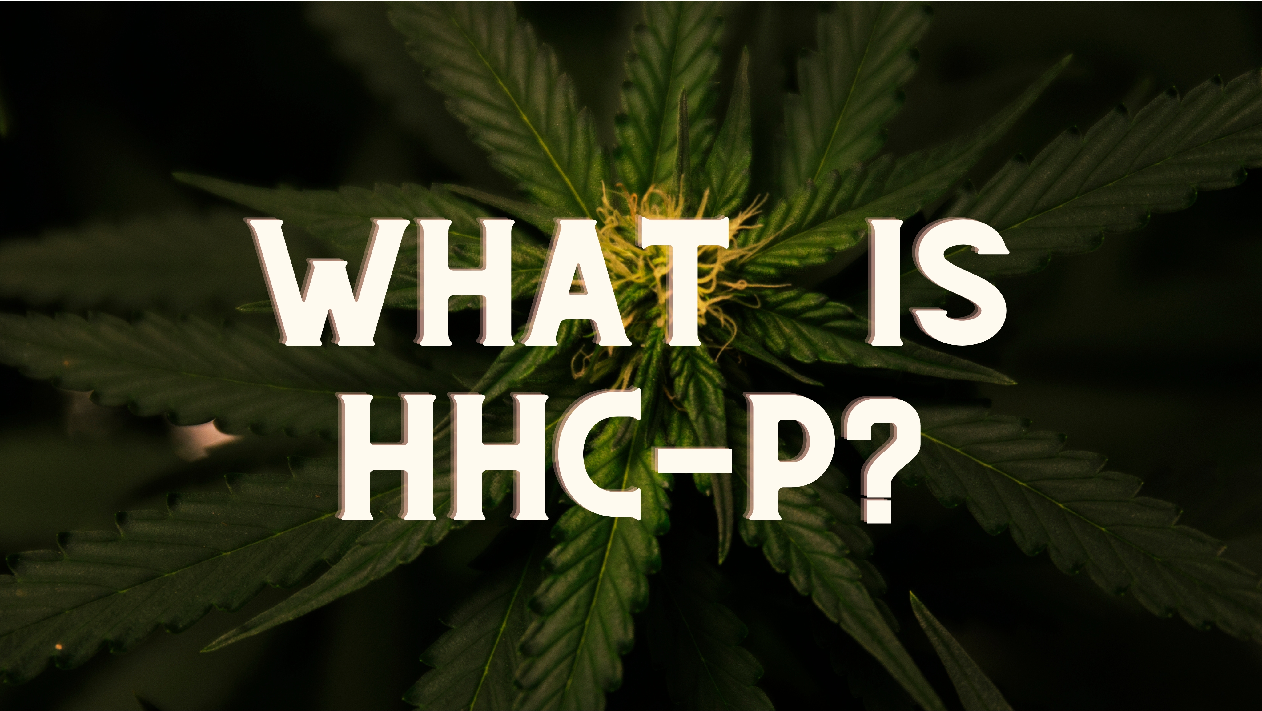 ¿Qué es HHC-P?