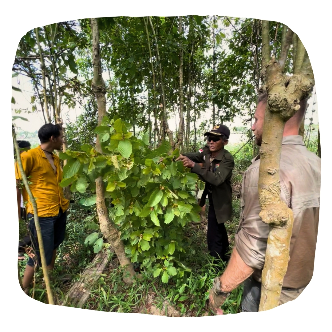 Sběr kratomu Green Maeng-Da