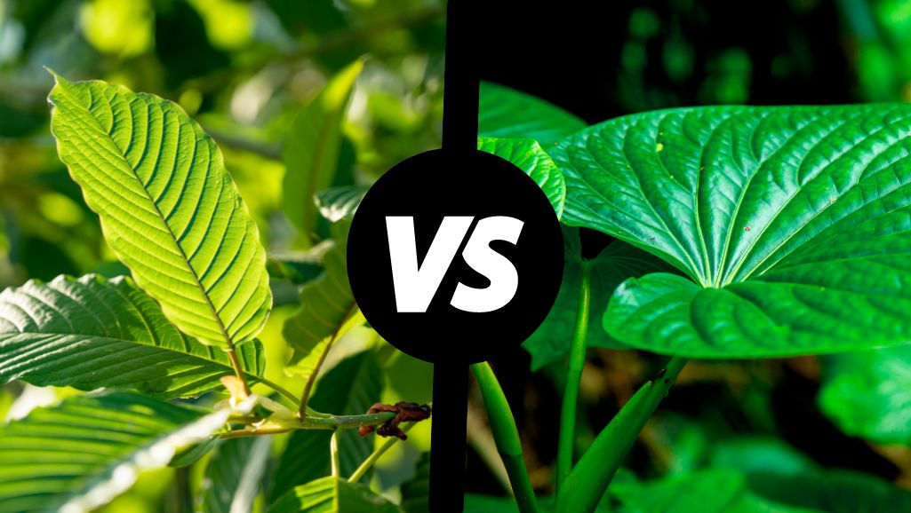 kratom frente a kava