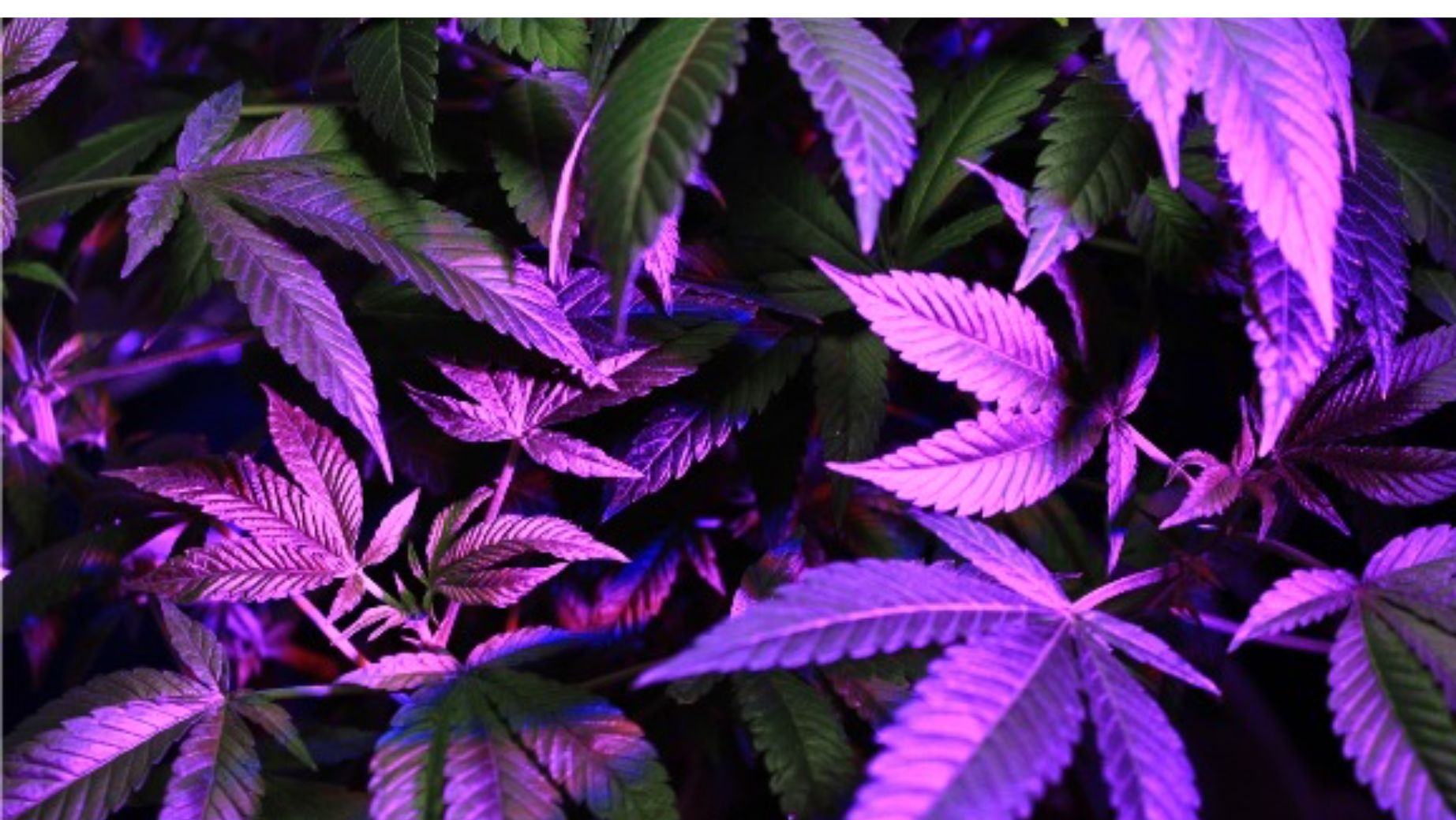 CBD kaufen und verkaufen