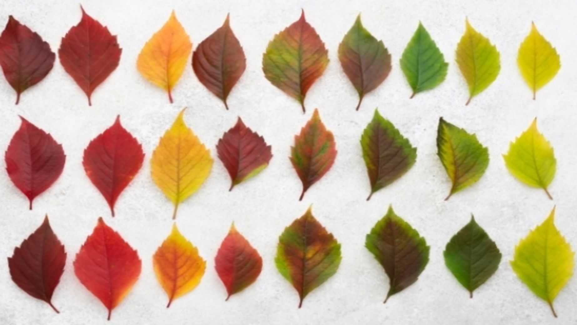 Erklärung der Verteilung von Kratom anhand ihrer Farbe