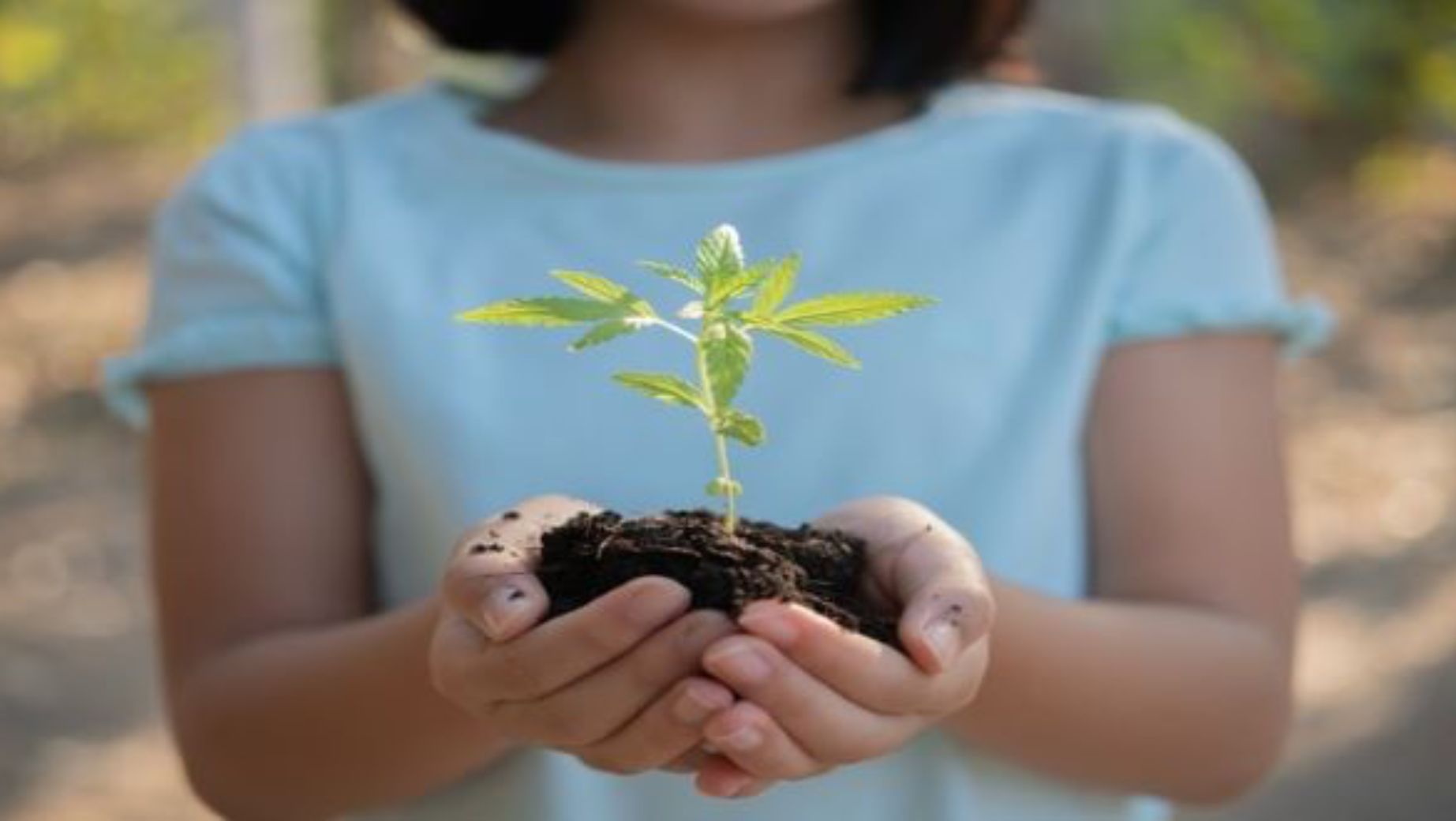 Geschichte und Zukunft von CBD / CBG