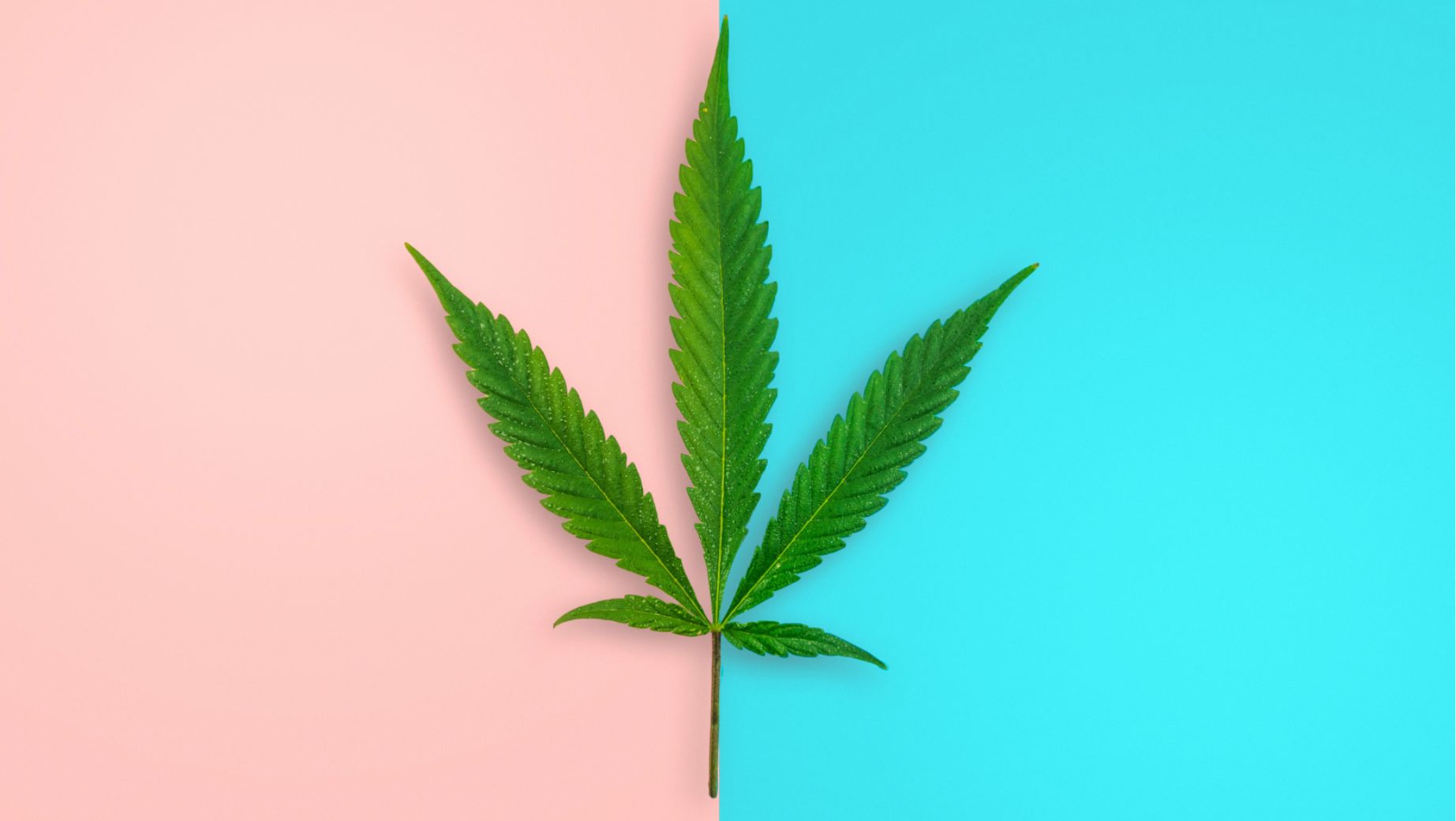 HHC Flowers Monkey 20% vs. HHC Flowers Blueberry 40%