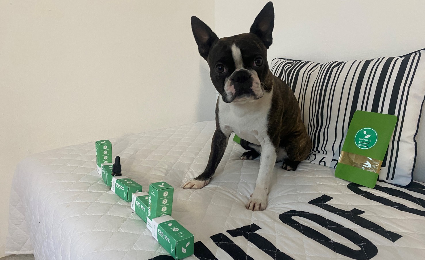 CBD-Öl für Hunde und Katzen: Was Sie wissen müssen