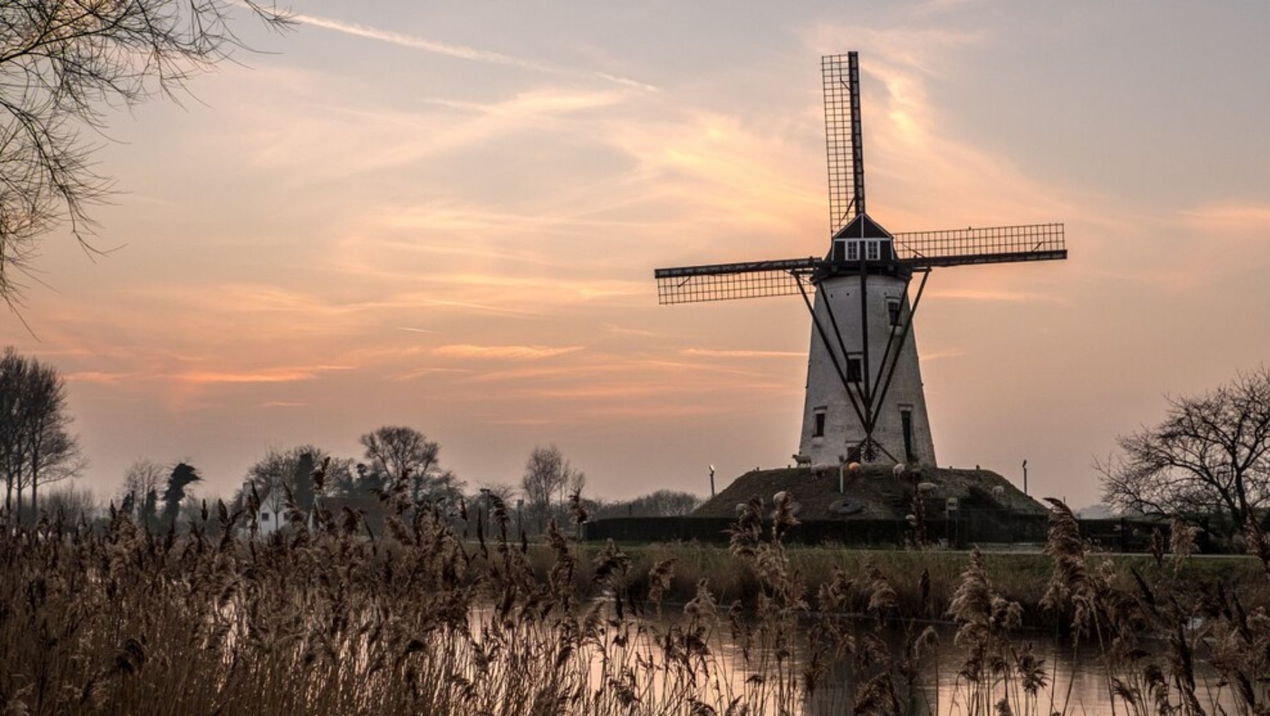 Cannabis Netherlands