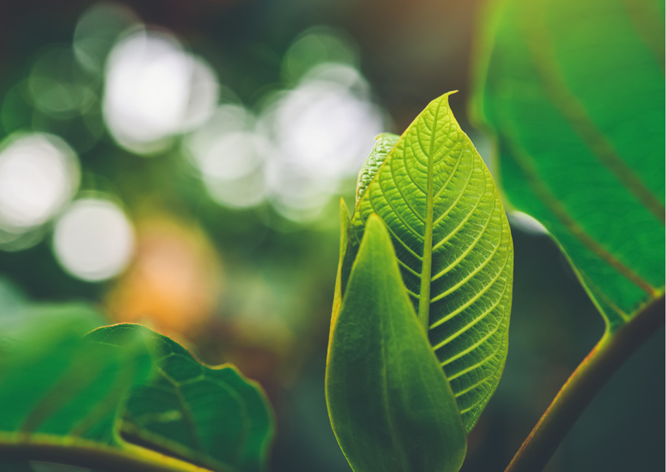 Nehéz a kratom termesztése?