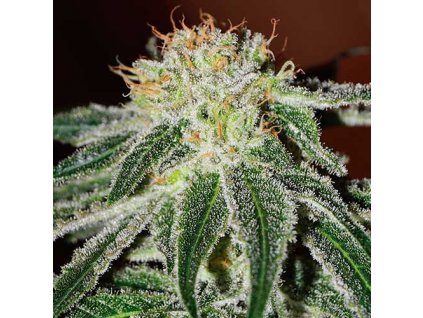 Black Russian