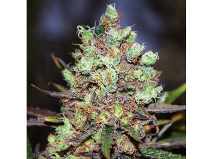 Cotton Candy Kush