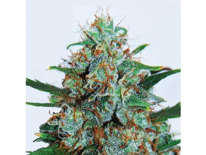 Critical Neville Haze Auto