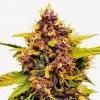 Cannabis seeds Dark Lemonade Auto