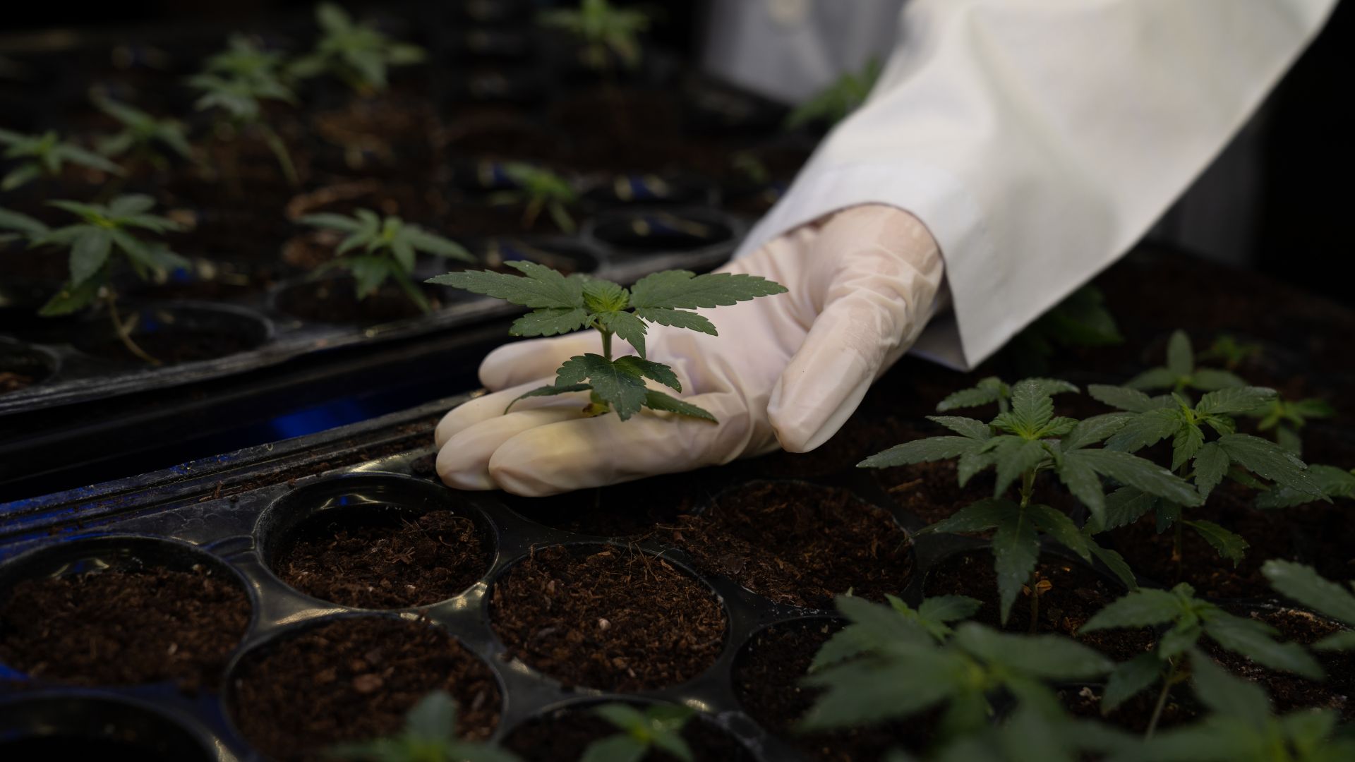 A THC-V hatásai, amiről eddig senki nem mesélt neked