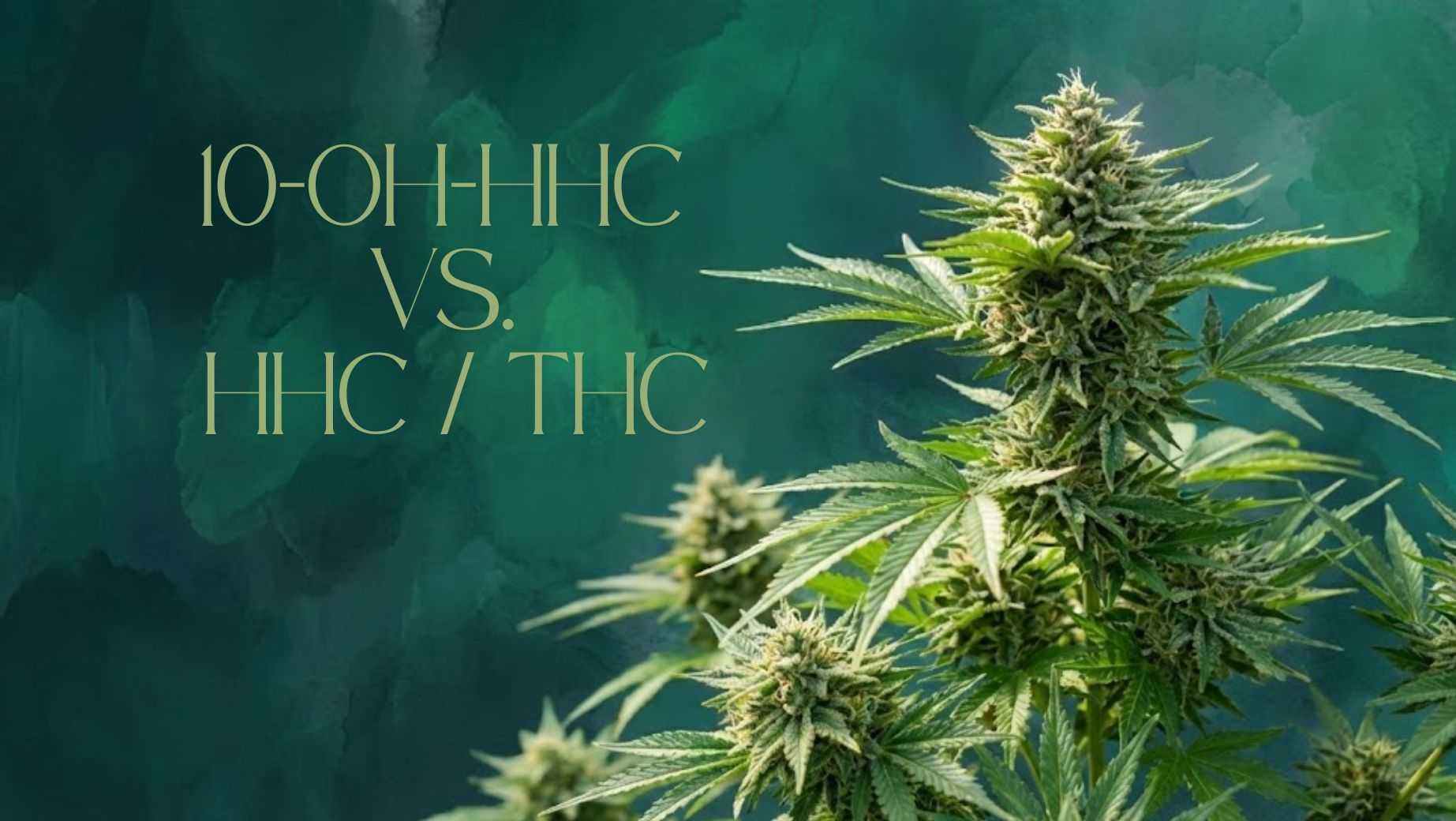 Miben tér el a 10-OH-HHC a hagyományos THC-tól vagy a HHC-től?