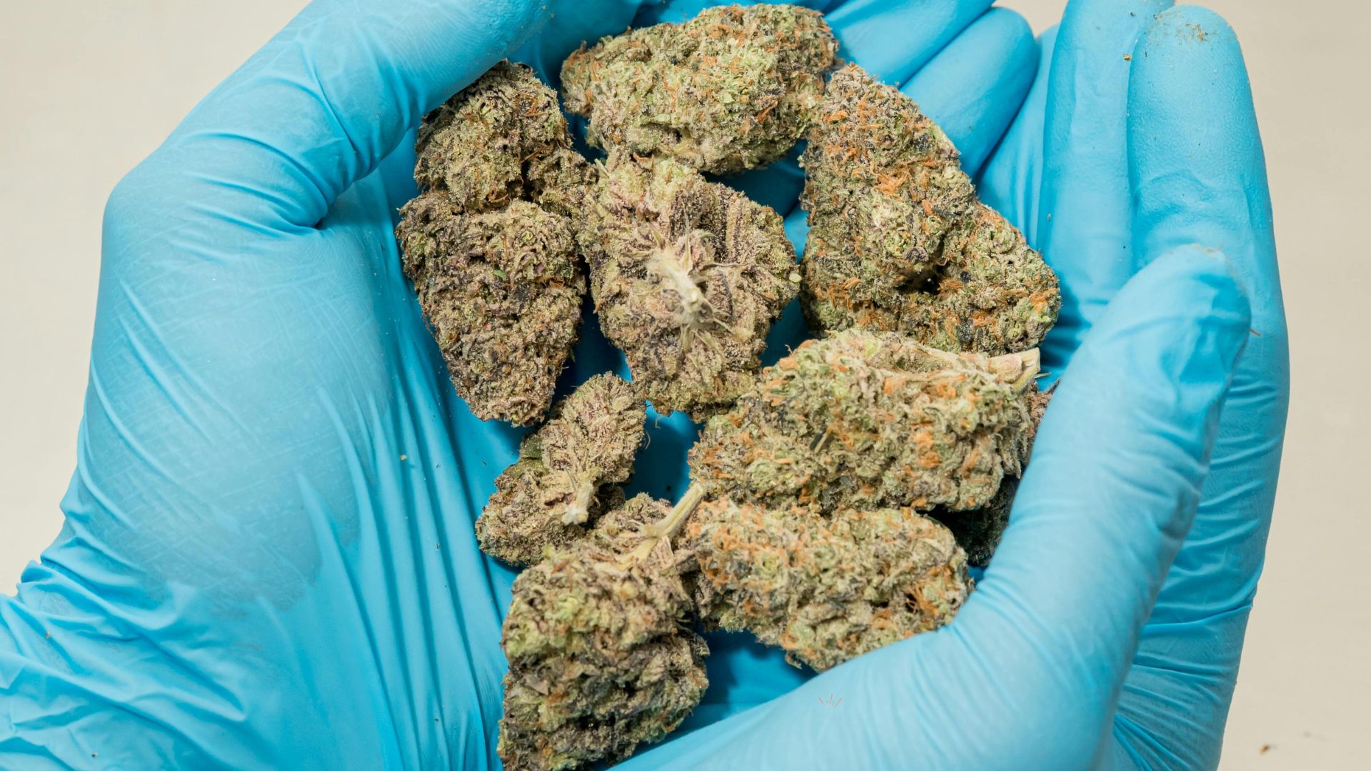 CBD, THC és HHC: Mi a különbség közöttük?