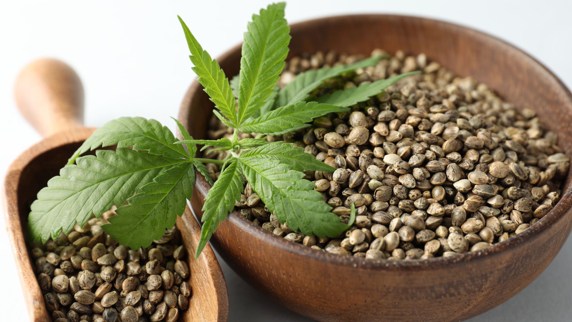 Mi az a CBG: és miért nevezik a kannabinoidok anyjának?