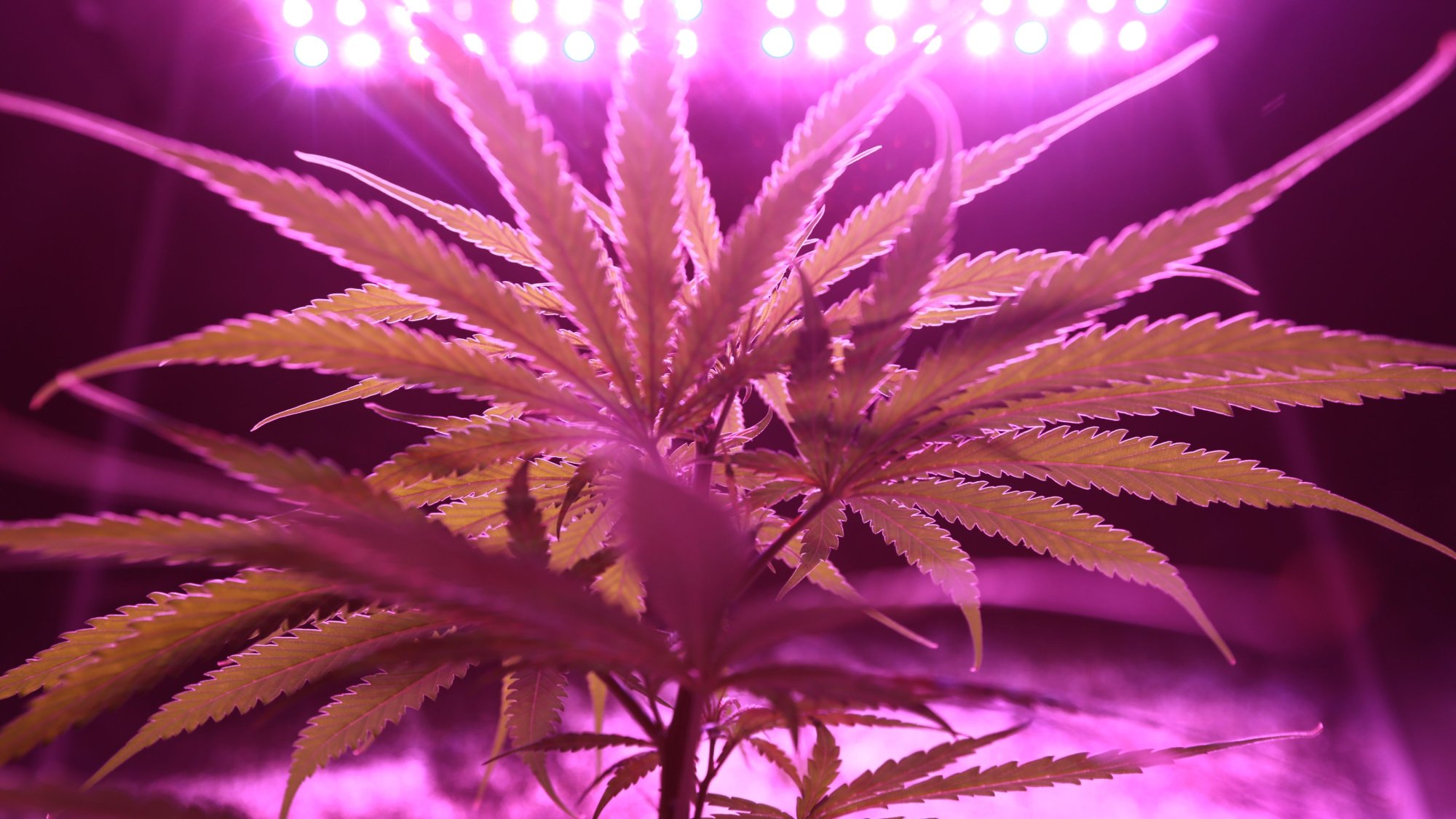 Mi az a THCX? Az új kannabinoid, amiről mindenki beszél