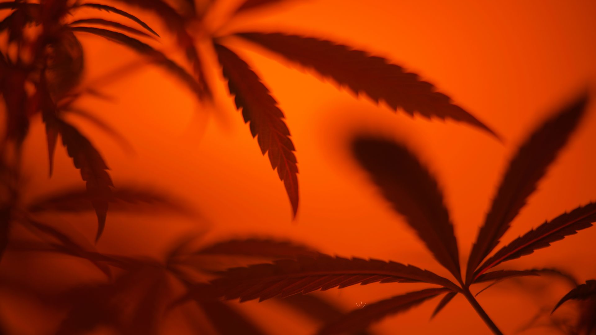 Mi az a THC-X 3000 és miben különbözik más kannabinoidoktól?