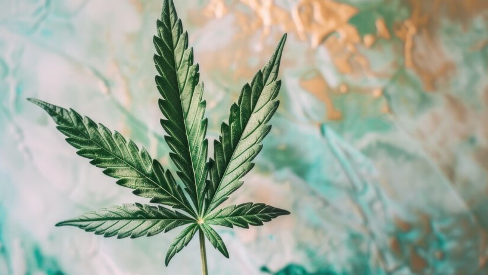 Právny status CBD v rôznych krajinách – prehľad a zmeny