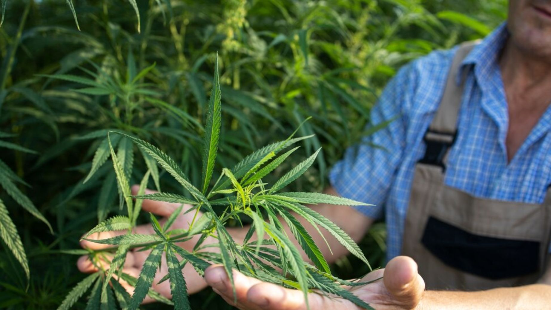 Zelené srdce CBD: Kde sa pestuje?
