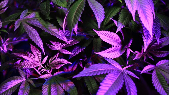 Váš sprievodca CBD