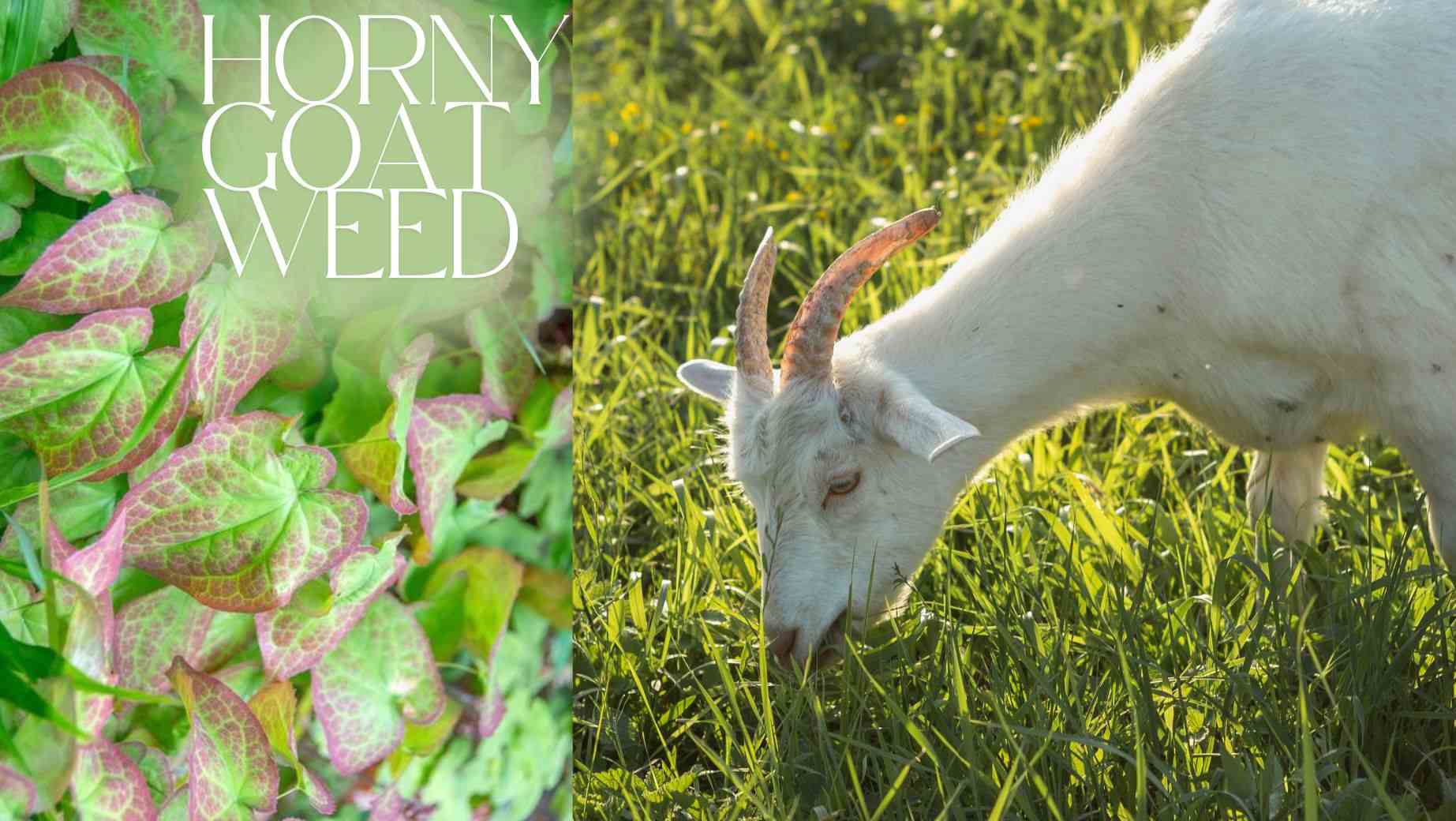 Horny Goat Weed: Pre koho je vhodný a kto by sa mu mal vyhnúť?