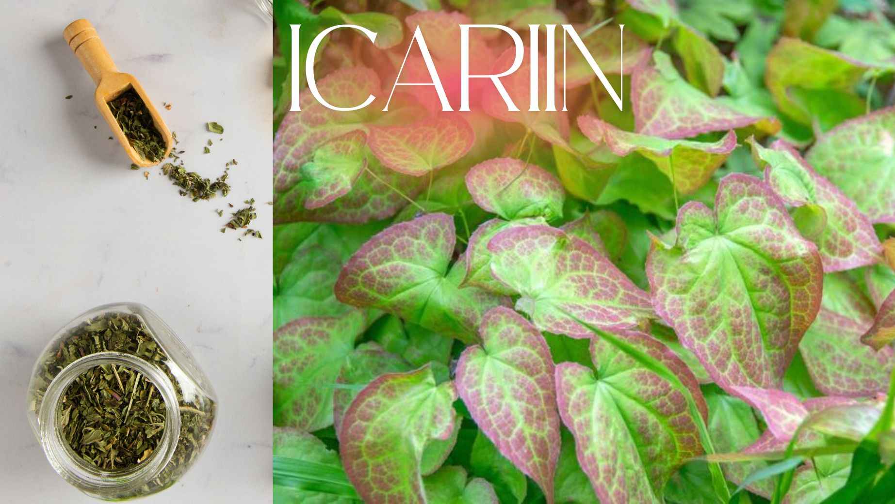 Icariin – Látka pre libido a výkon v Horny Goat Weede