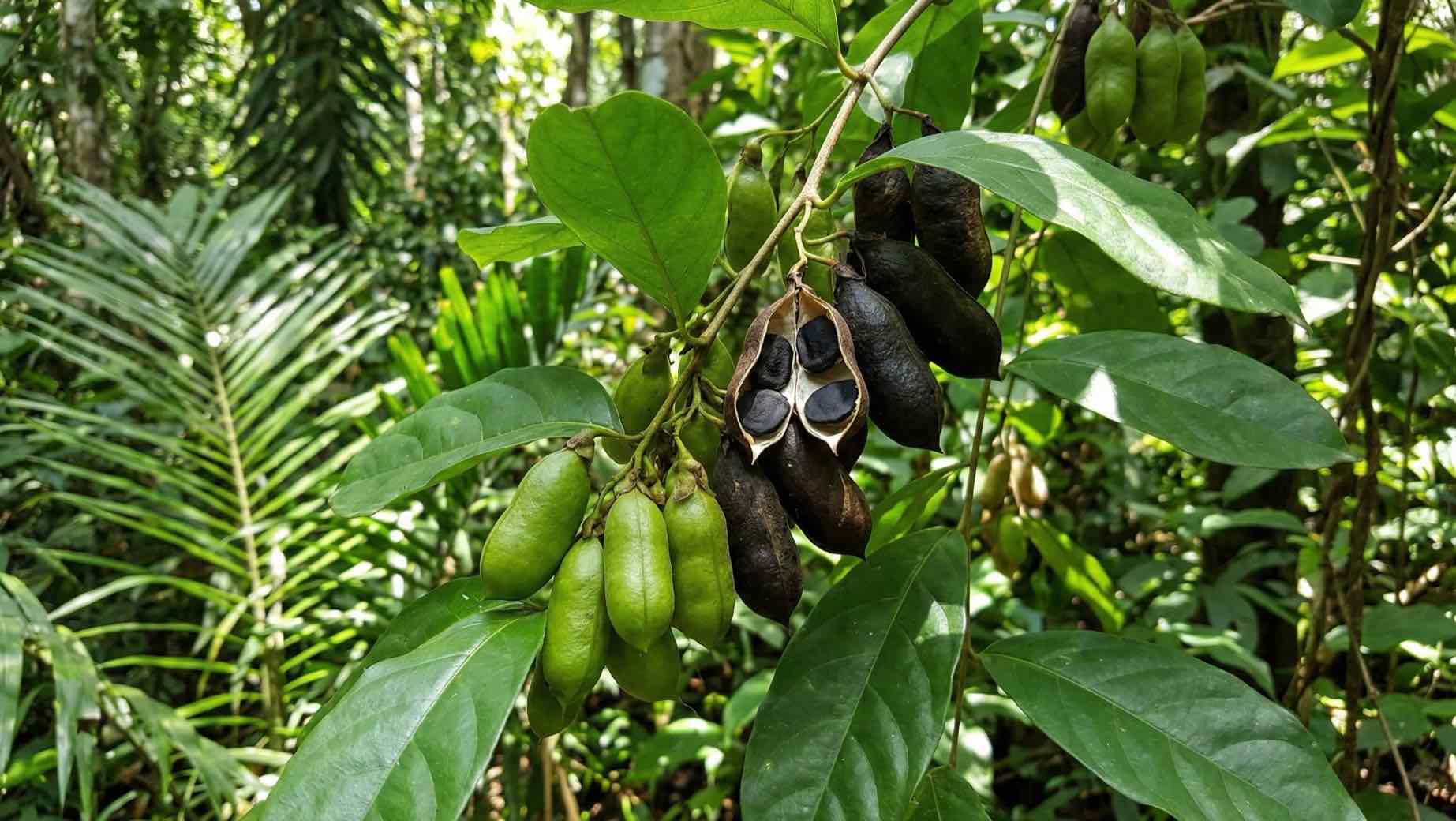 Aké sú účinky Griffonia simplicifolia?