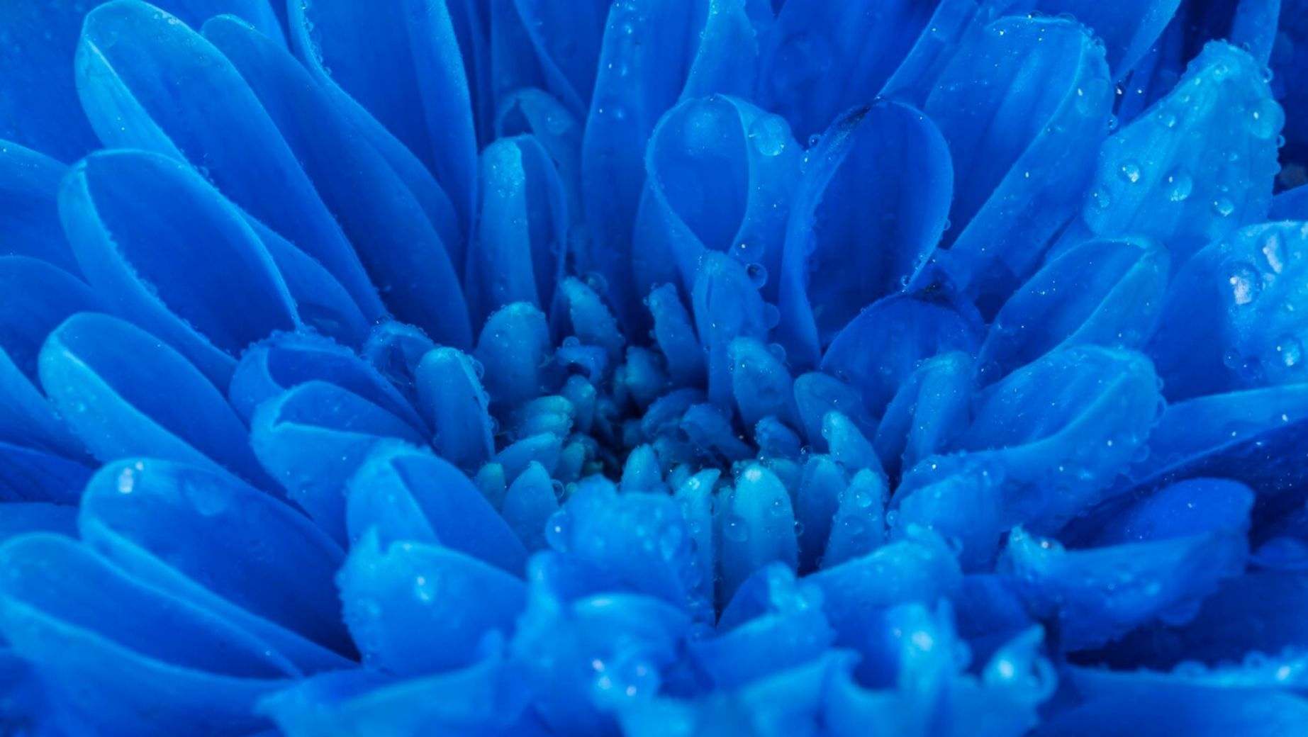 Čo je Methylene Blue a aké sú jeho účinky?