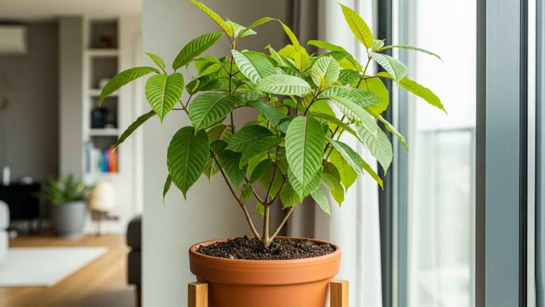 Ako si vypestovať kratom v pohodlí domova?