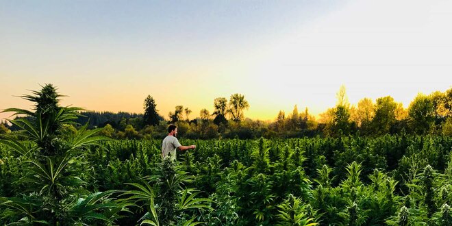 CBD vs CBG, čo je pre mňa lepšie?