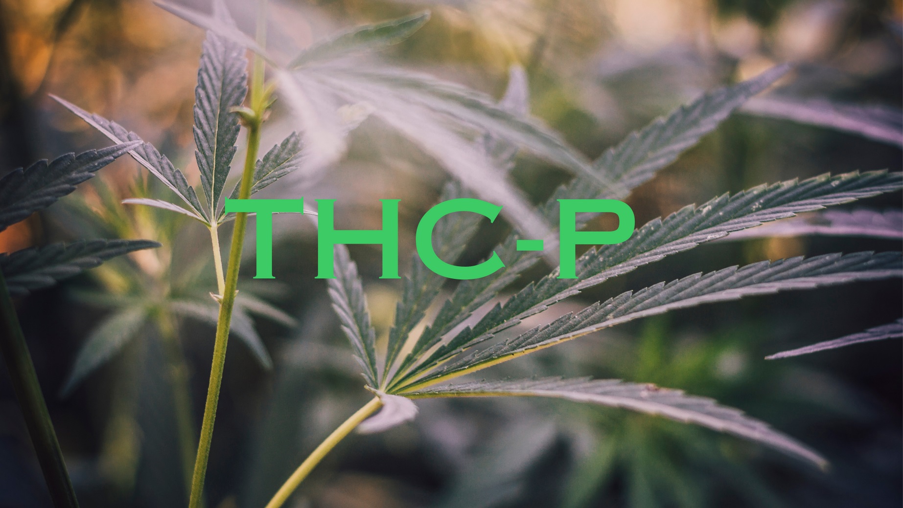 THC-P: Nový hráč na poli kanabinoidov