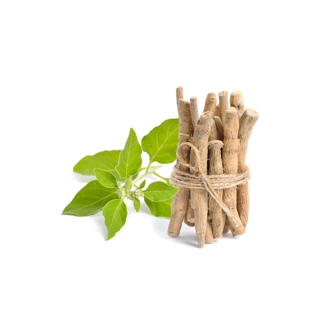 Ashwagandha koreň