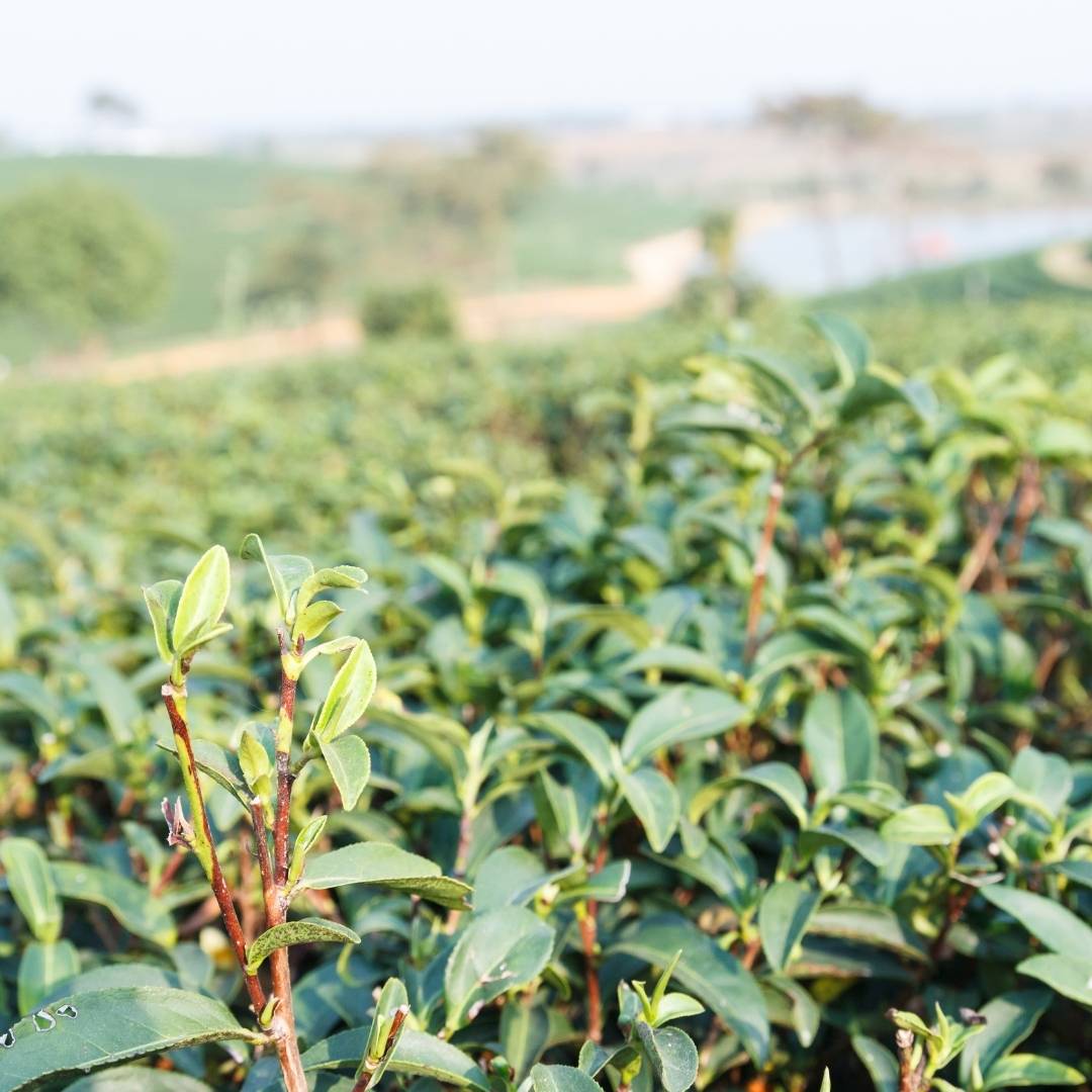 Oolong Da Hong Pao