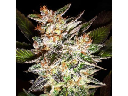 Delicious Candy Auto