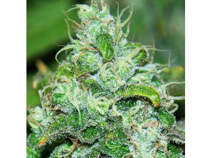 Chronic Juice