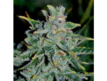 Northern Lights Blue Auto