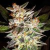 Delicious Candy Auto