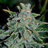 Northern Lights Blue Auto