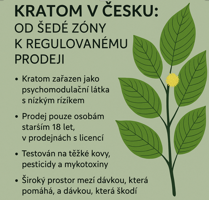 Kratom v Česku: od šedé zóny k regulovanému prodeji