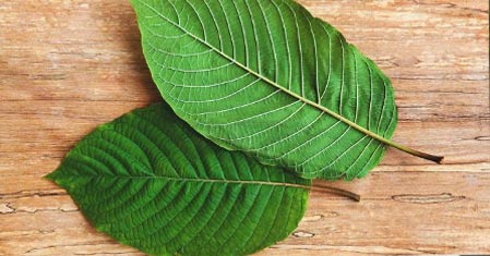 Účinky kratomu – Pomáhá se spánkem, bolestí i stresem