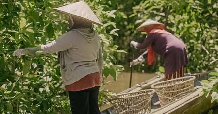 The processing of our kratom - the phases ensuring the highest quality