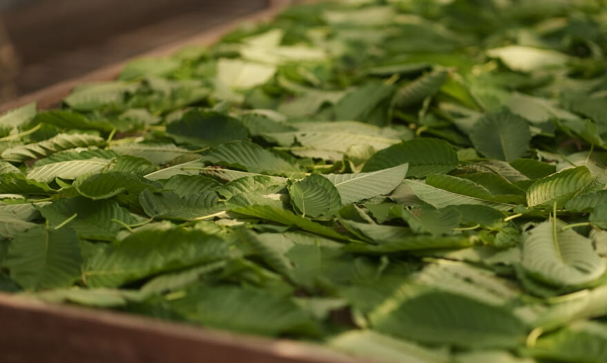 Kratom Processing 01