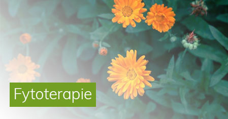 Fytoterapie