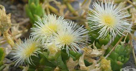 Kanna účinky a doporučené dávkování – Vše, co vás zajímá