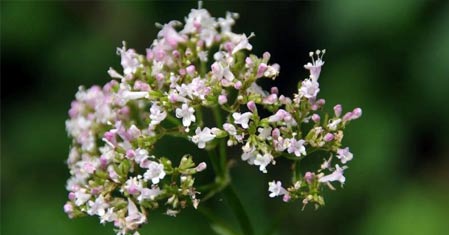 Kozlík lékařský: Vše, co potřebujete vědět pro klidný spánek