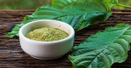 Kratom na seznamu psychomodulačních látek – Co se mění? Září 2025