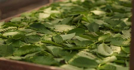 Kde je kratom legální? Legalita kratomu v roce 2025